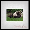 dog-care-houston-carillon-cares-002