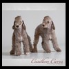 dog-care-houston-carillon-cares-030