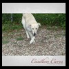 dog-care-houston-carillon-cares-036