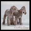 dog-care-houston-carillon-cares-056