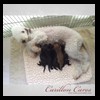 dog-care-houston-carillon-cares-091