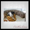 dog-care-houston-carillon-cares-092