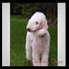 dog-care-houston-carillon-cares-022