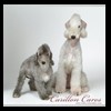 dog-care-houston-carillon-cares-050