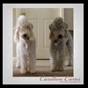 dog-care-houston-carillon-cares-058