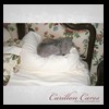 dog-care-houston-carillon-cares-101